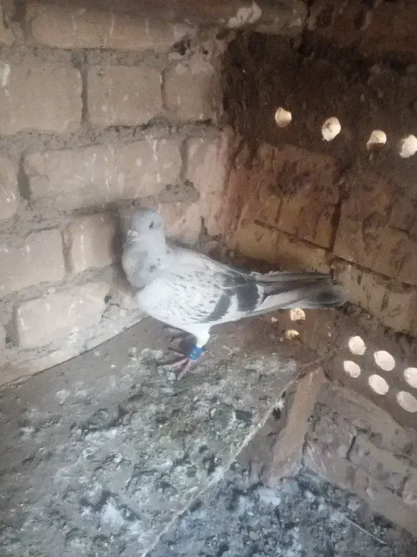 کفتر|پرنده|خوشاب, |دیوار