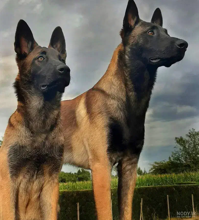 فروش سگ مالینویز|سگ|رفسنجان, |دیوار