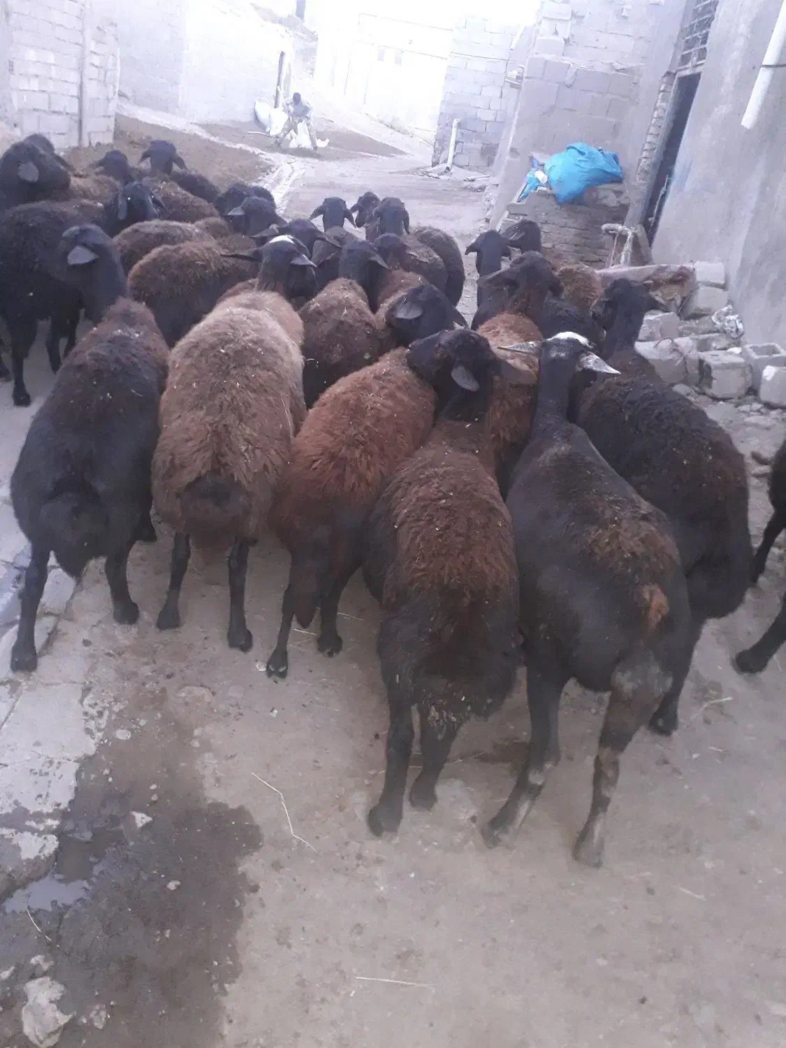 مقداری گوسفند ابسن با ۵تا بره|حیوانات مزرعه|سراب, |دیوار