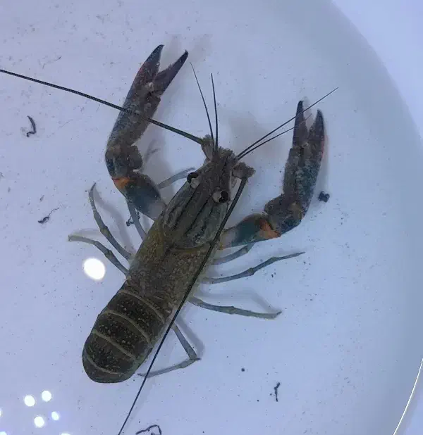 لابستر نر آبی استرالیایی|ماهی|مشهد, عبادی|دیوار
