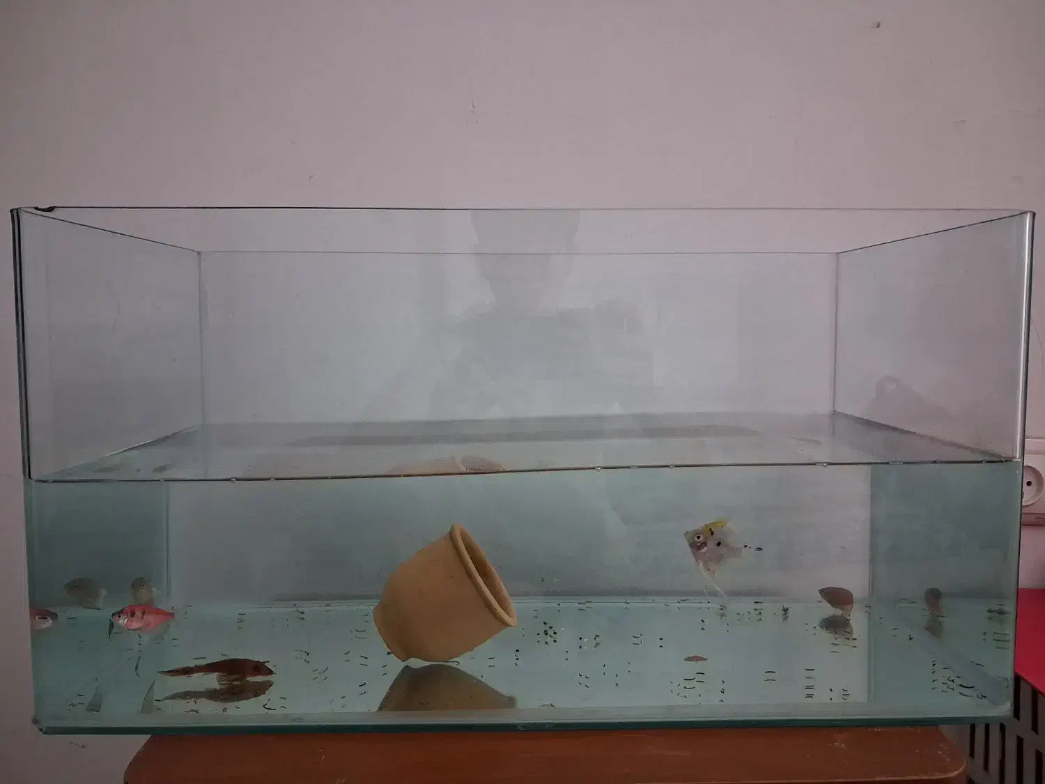 اکواریم شیشه خم|ماهی|قم, پردیسان|دیوار