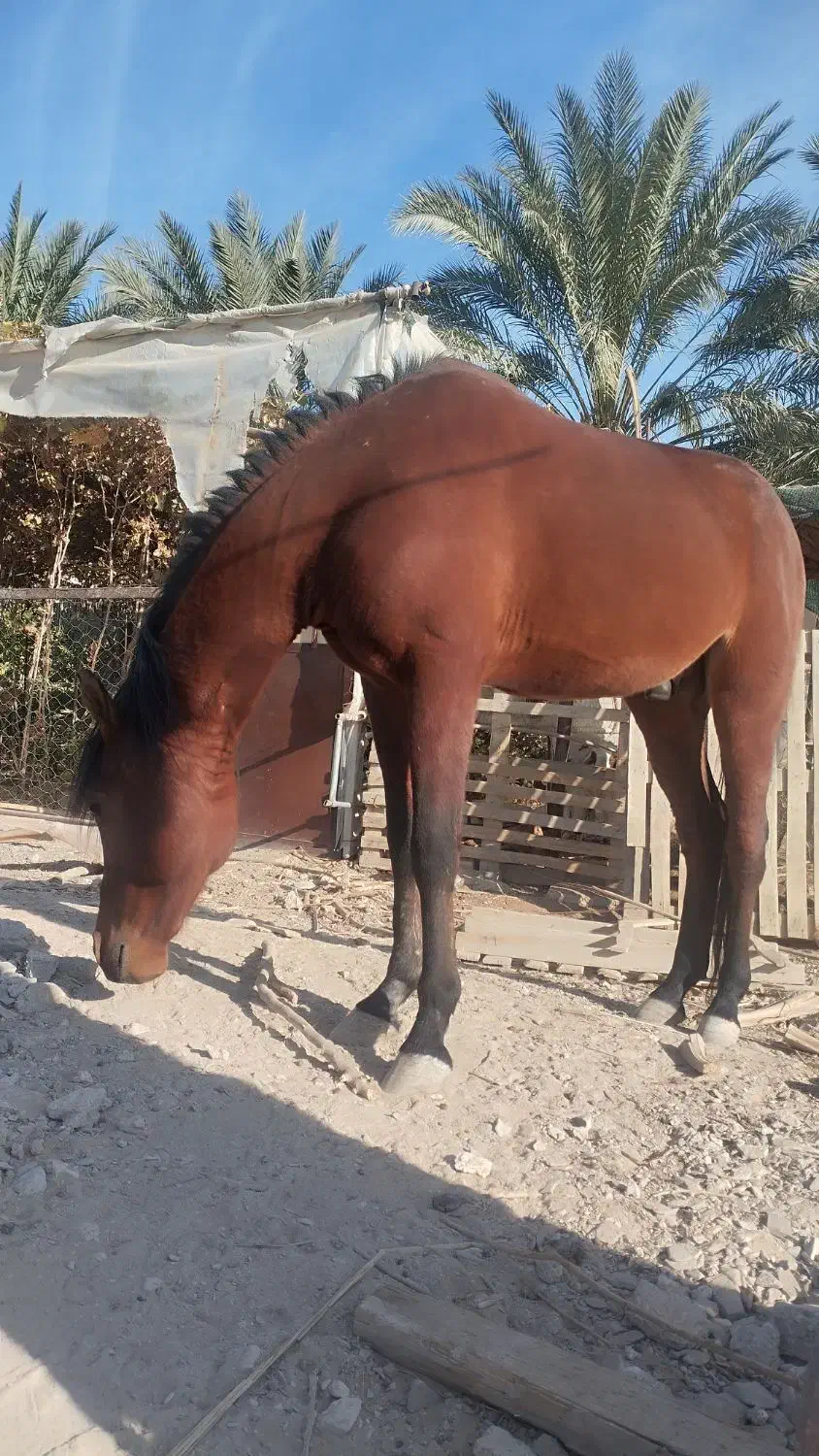 اسب نر مسابقه|اسب و تجهیزات اسبسواری|سراوان, |دیوار