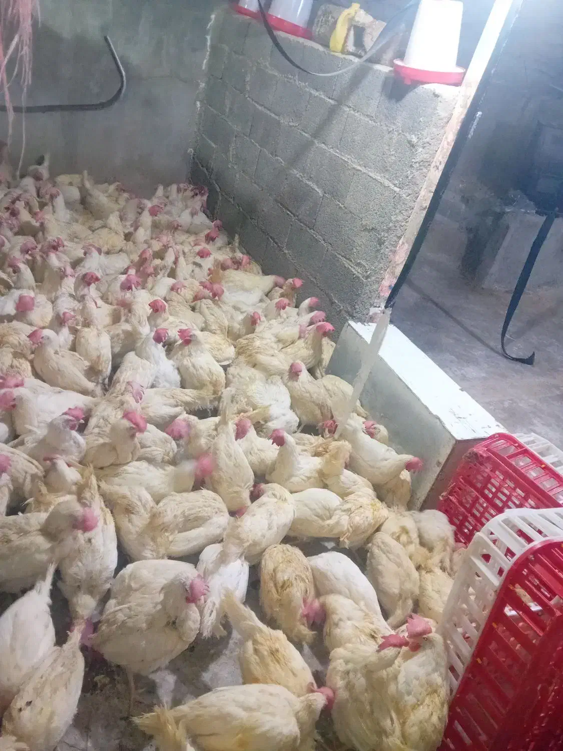 پخش اصلی مرغ تخم گذار(هلندی)|حیوانات مزرعه|مشکین‌دشت, |دیوار