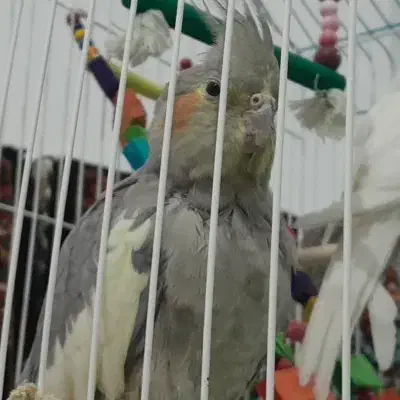 عروس هلندی سینامون|پرنده|دهگلان, |دیوار