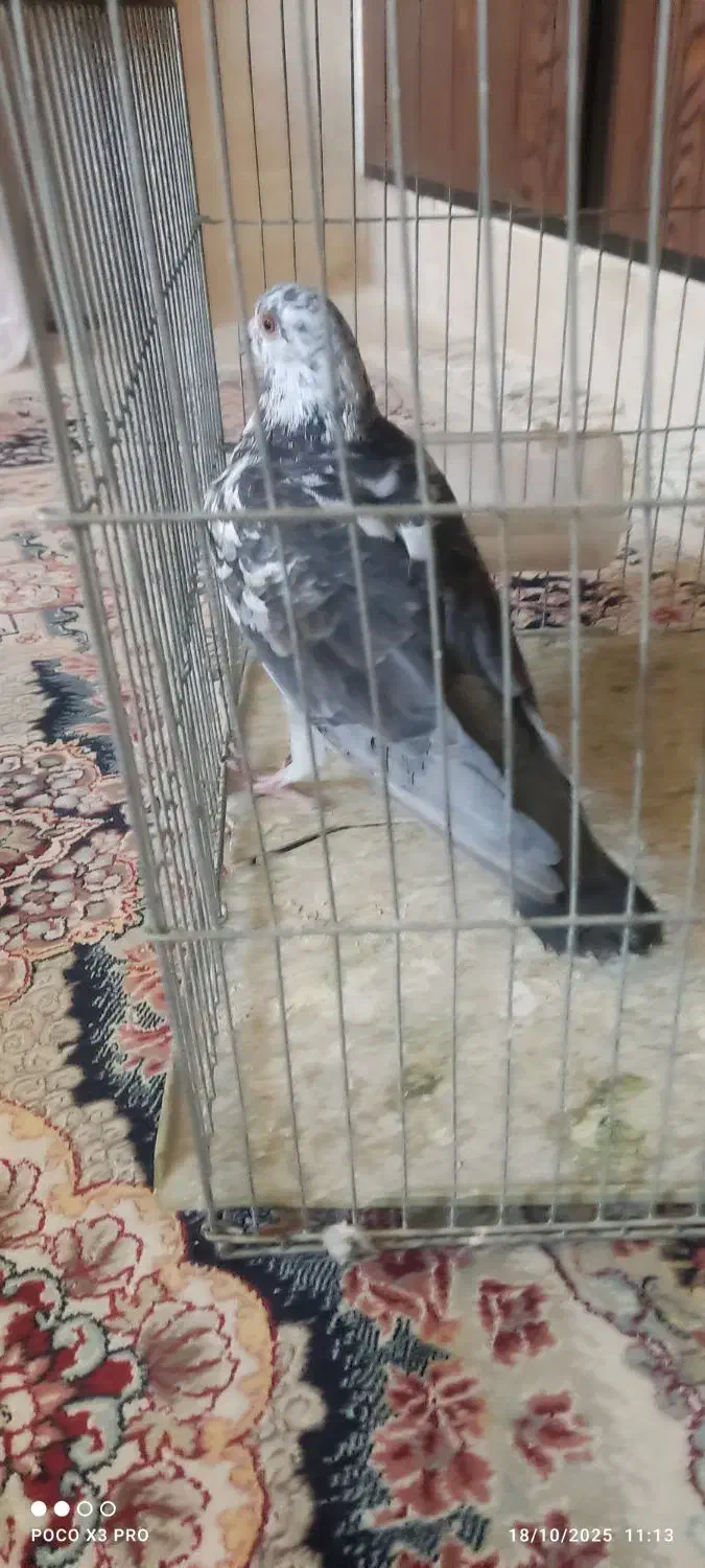 کبوتر|پرنده|شیراز, جانبازان|دیوار