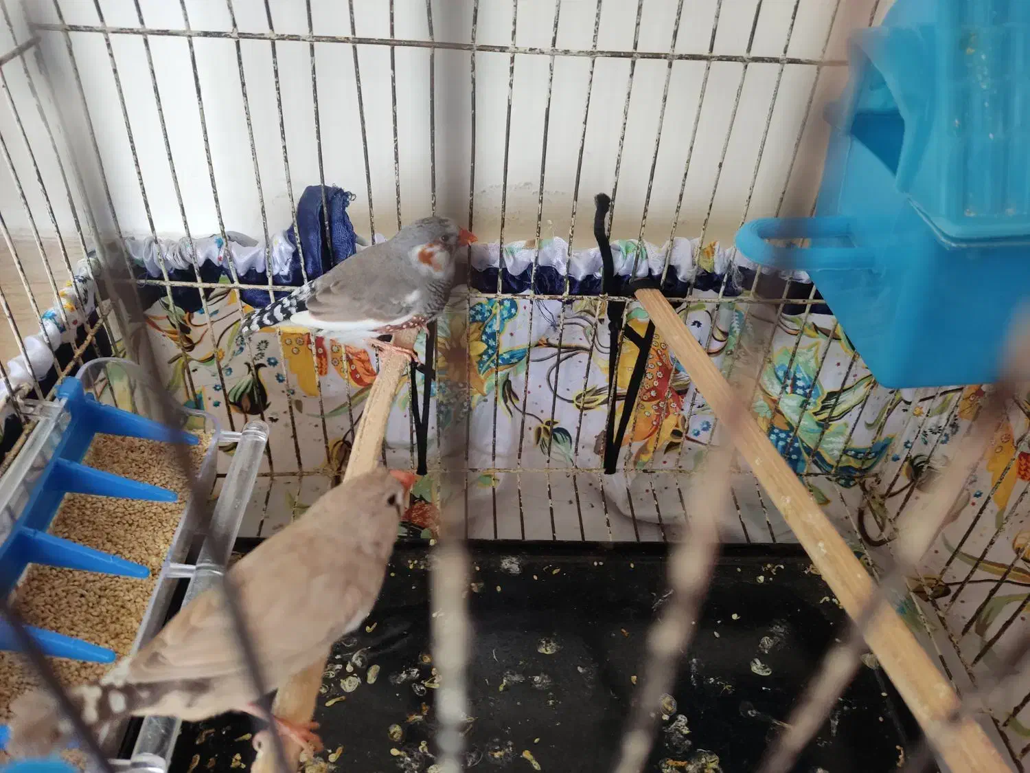 فنچ|پرنده|سنقر, |دیوار