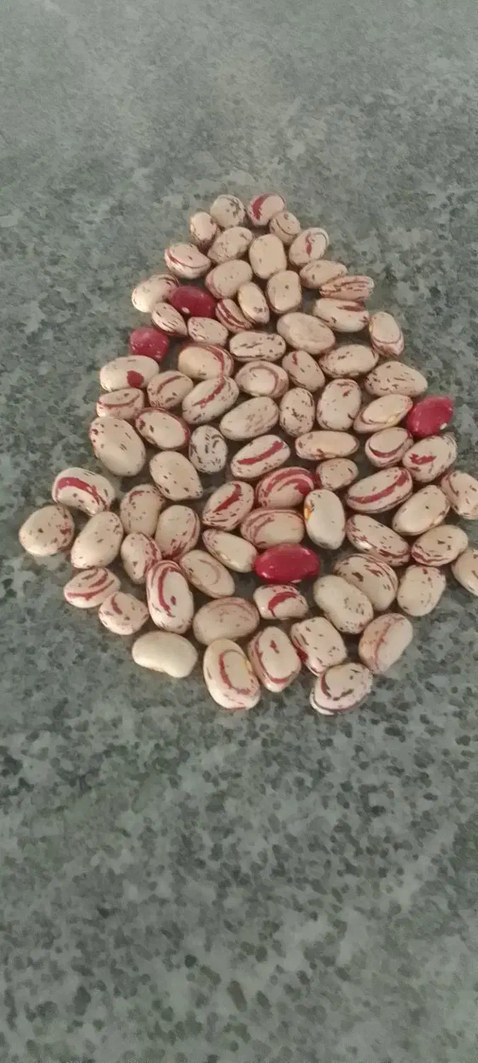 لویبا چی تی ۷۰ روزه پاکوتا|خوردنی و آشامیدنی|محمدبار, |دیوار