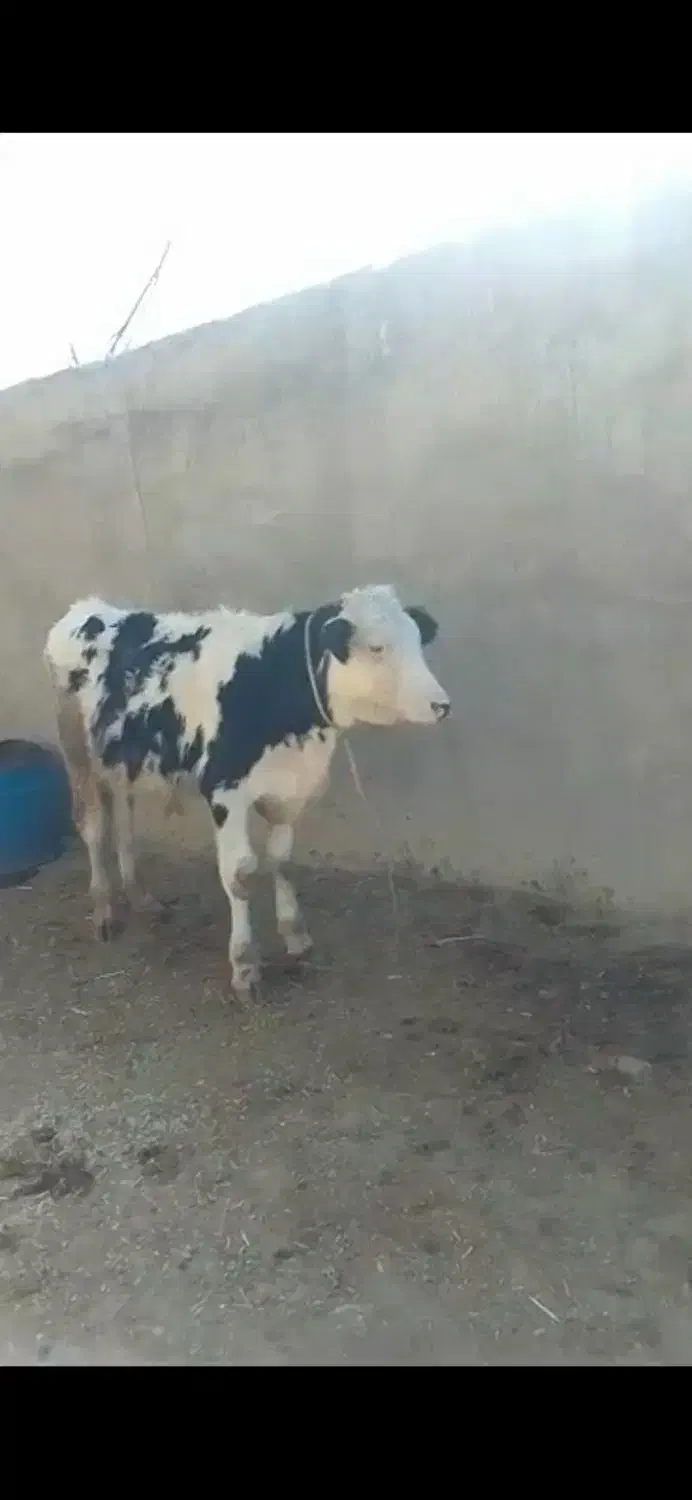 گوساله یا گاو نر|حیوانات مزرعه|اهواز, گلدشت|دیوار