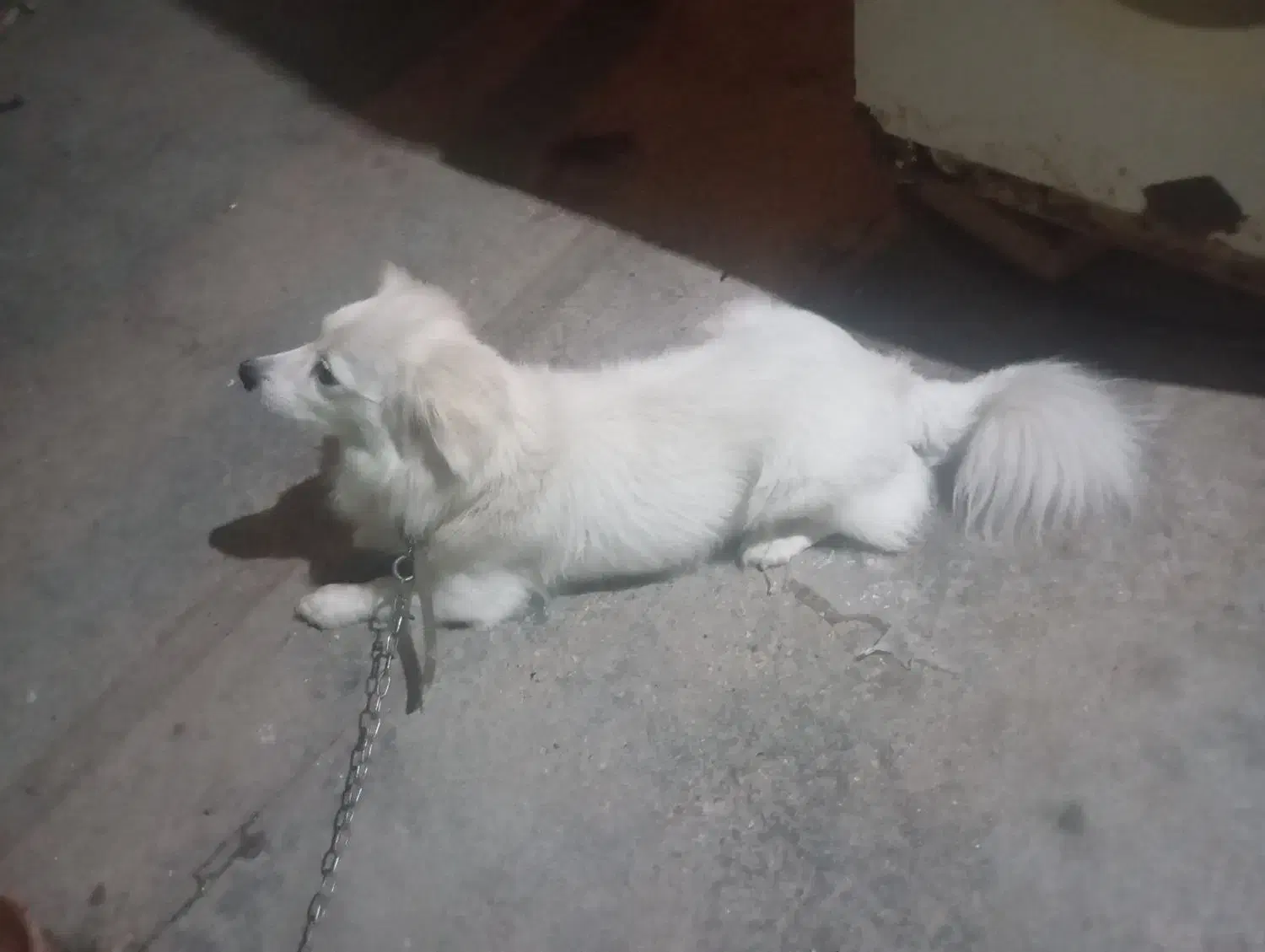 سگ پاکوتا|سگ|آزادشهر, |دیوار