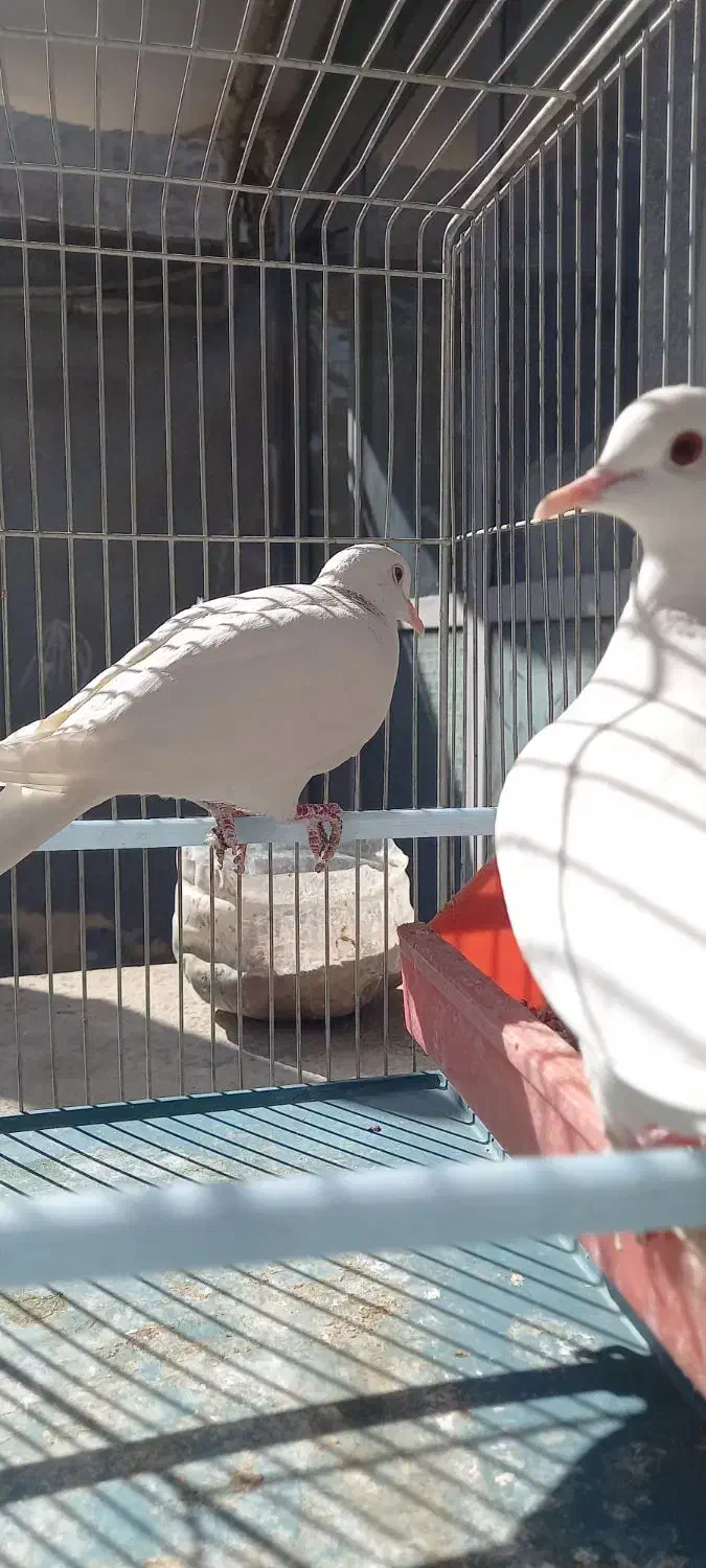 پرنده زینتی|پرنده|شهرکرد, |دیوار