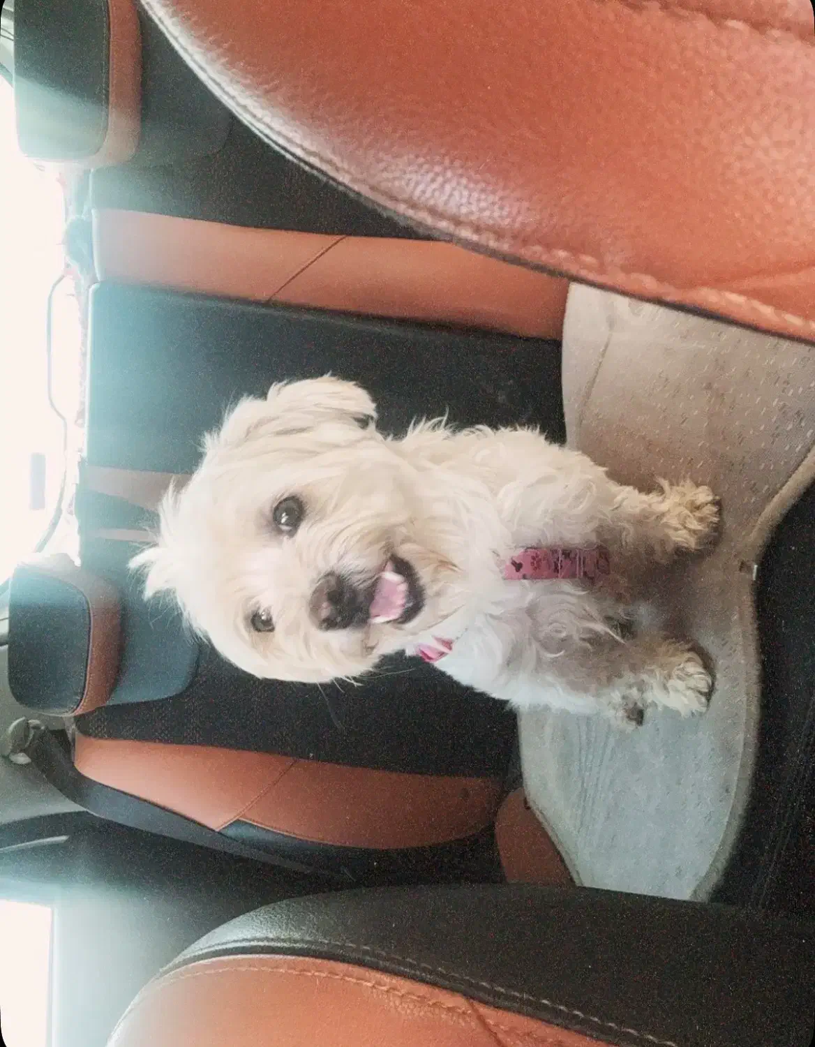 سگ شیتزو تریر|سگ|یزد, |دیوار