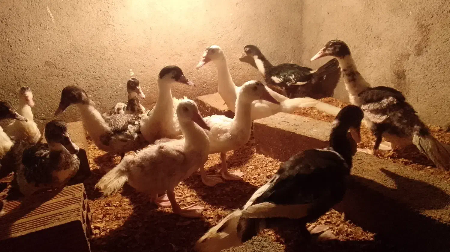 اوردک خارجی|حیوانات مزرعه|بندر گز, |دیوار