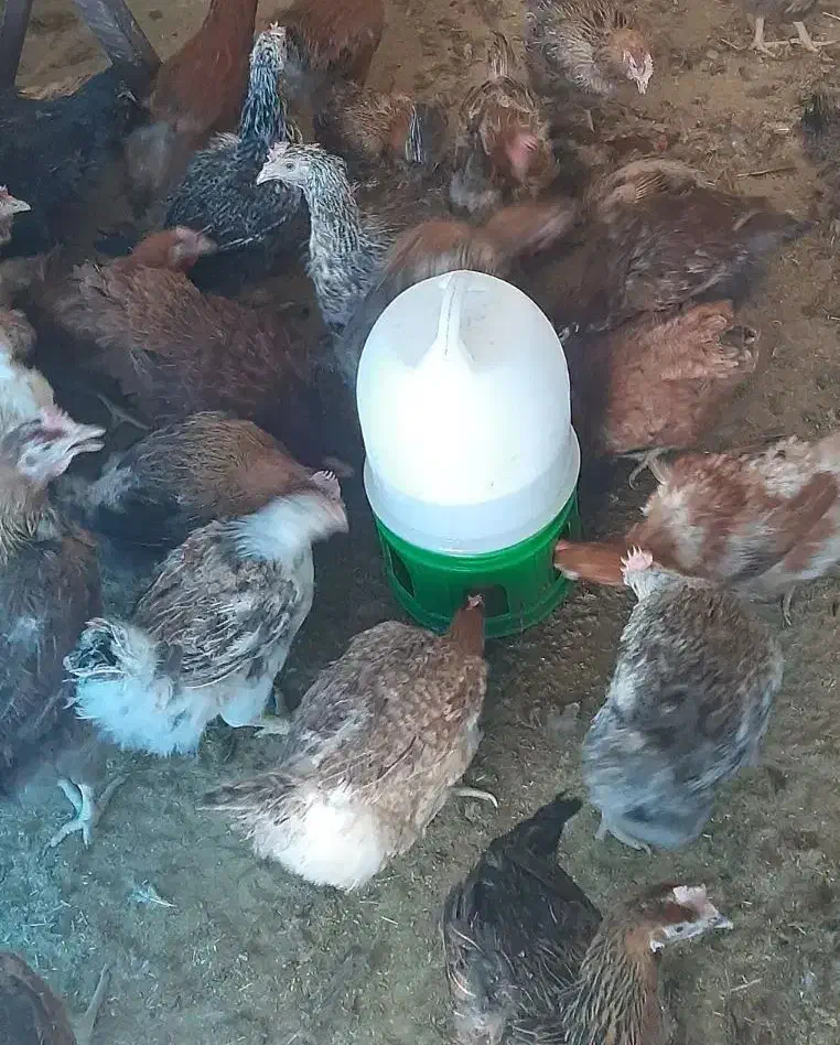 مرغ رسمی تخم گذار|حیوانات مزرعه|قرچک, شهرک صنعتی کارا|دیوار