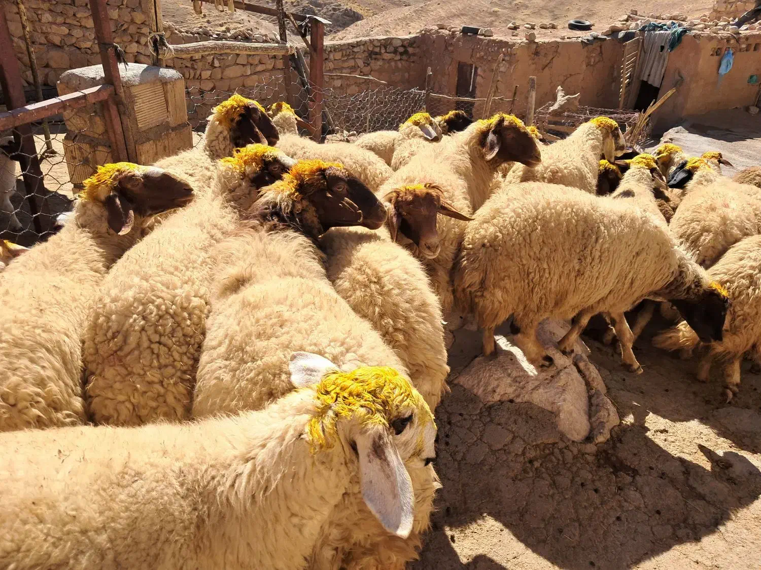 میش۰گوسفند ۰ درجه یک آنتیک|حیوانات مزرعه|زاگرس, |دیوار