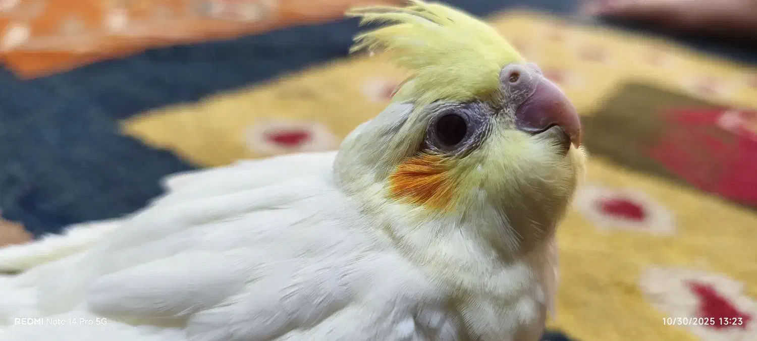 عروس هلندی لوتینو سرلاکی|پرنده|زرقان, |دیوار