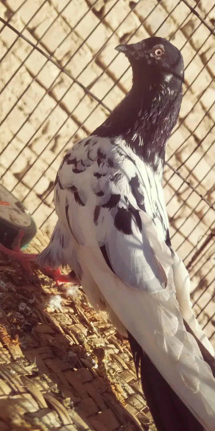 کفتر|پرنده|بمپور, |دیوار