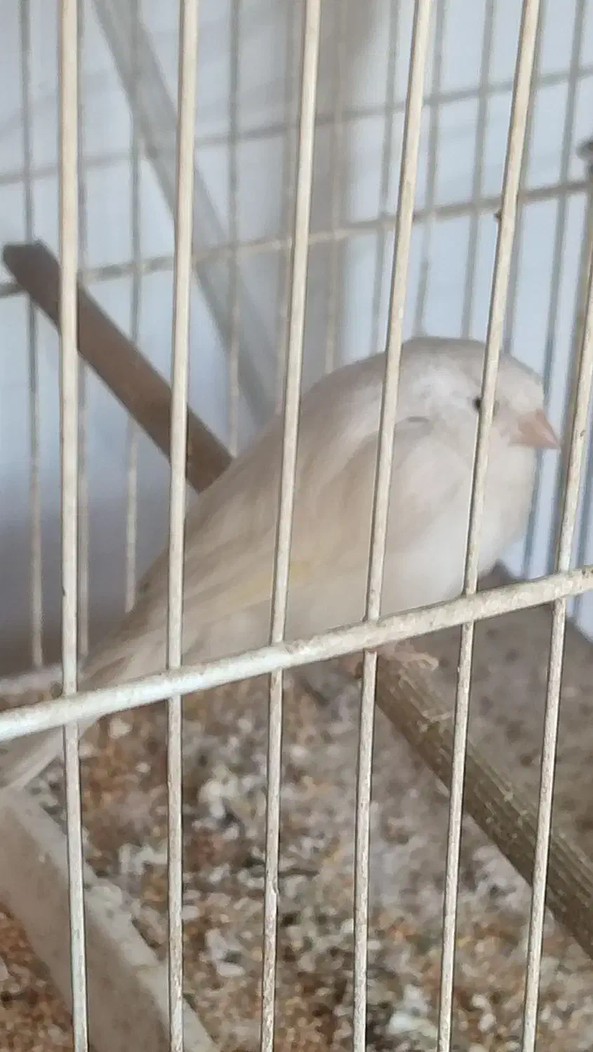 فروش یکجا قناری فری، رسمی|پرنده|مشهد, شریف|دیوار