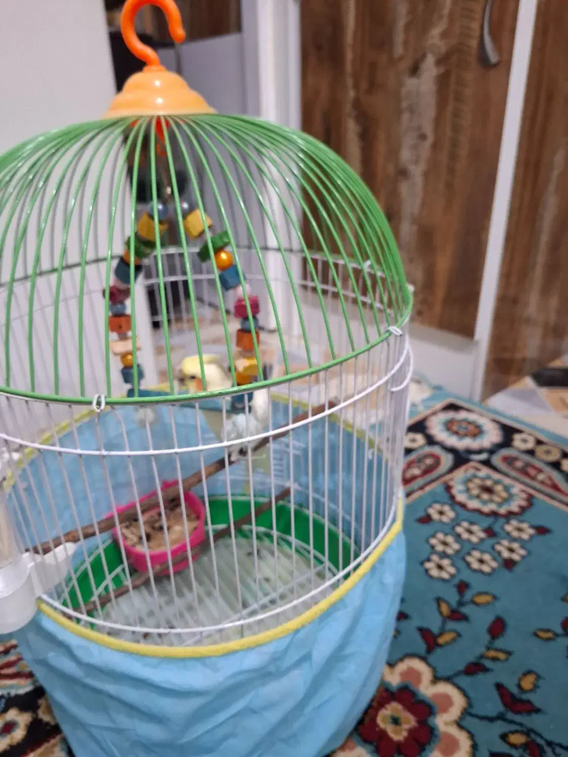 عروس هلندی|پرنده|گرگان, |دیوار