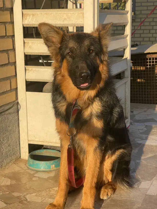 توله سگ ژرمن شپرد|سگ|هشتگرد, شهرک صنعتی هشتگرد|دیوار