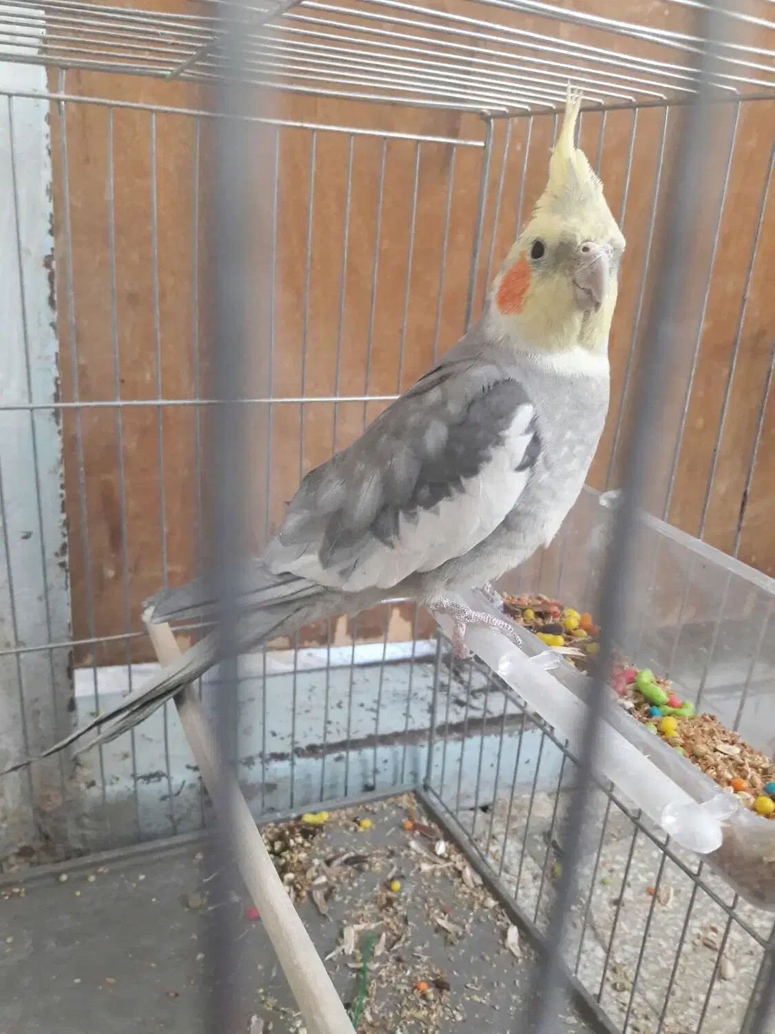 عروس هلندی|پرنده|الیگودرز, |دیوار