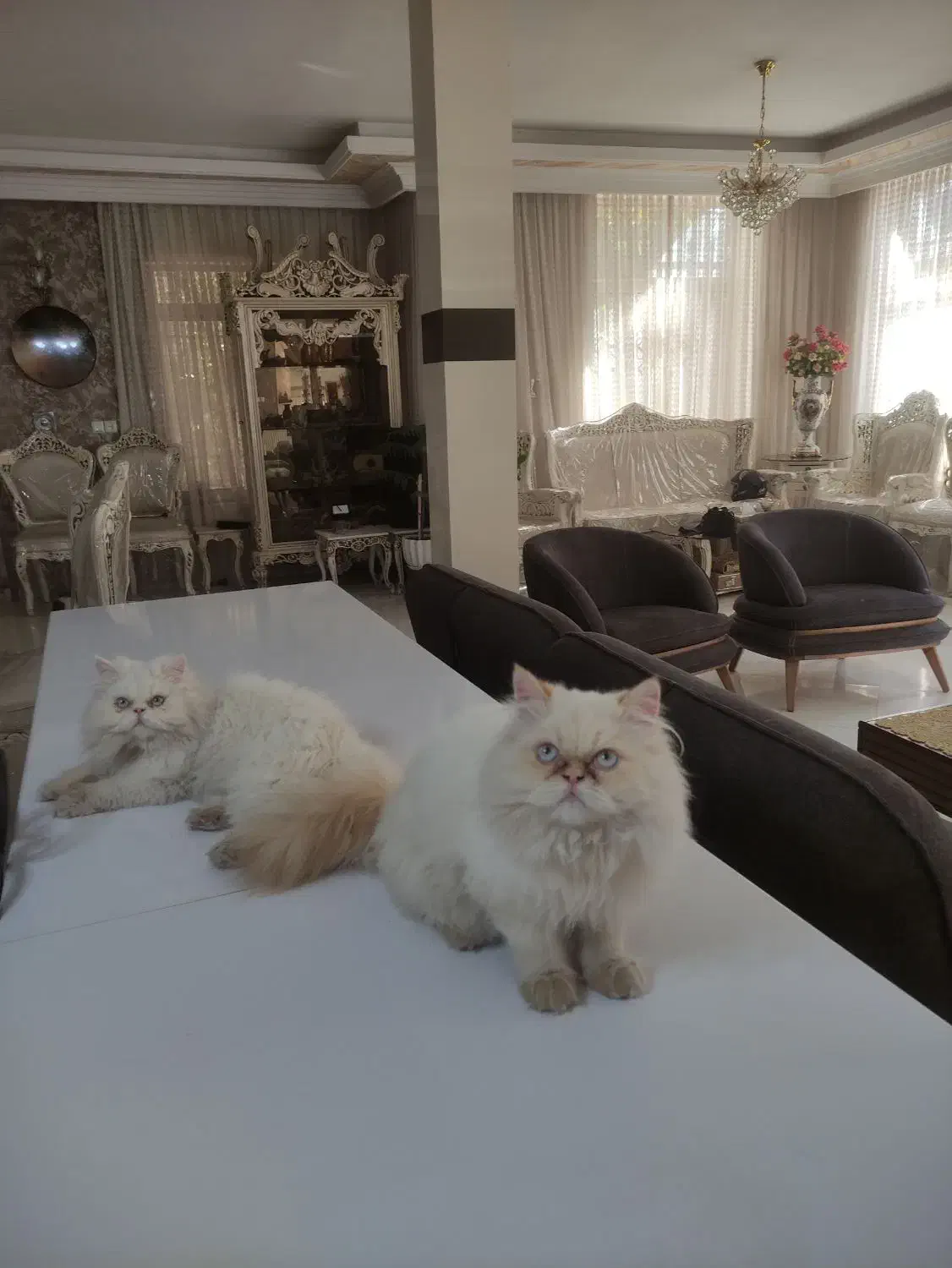 بچه گربه پرشین|گربه|نیشابور, میدان حافظ|دیوار