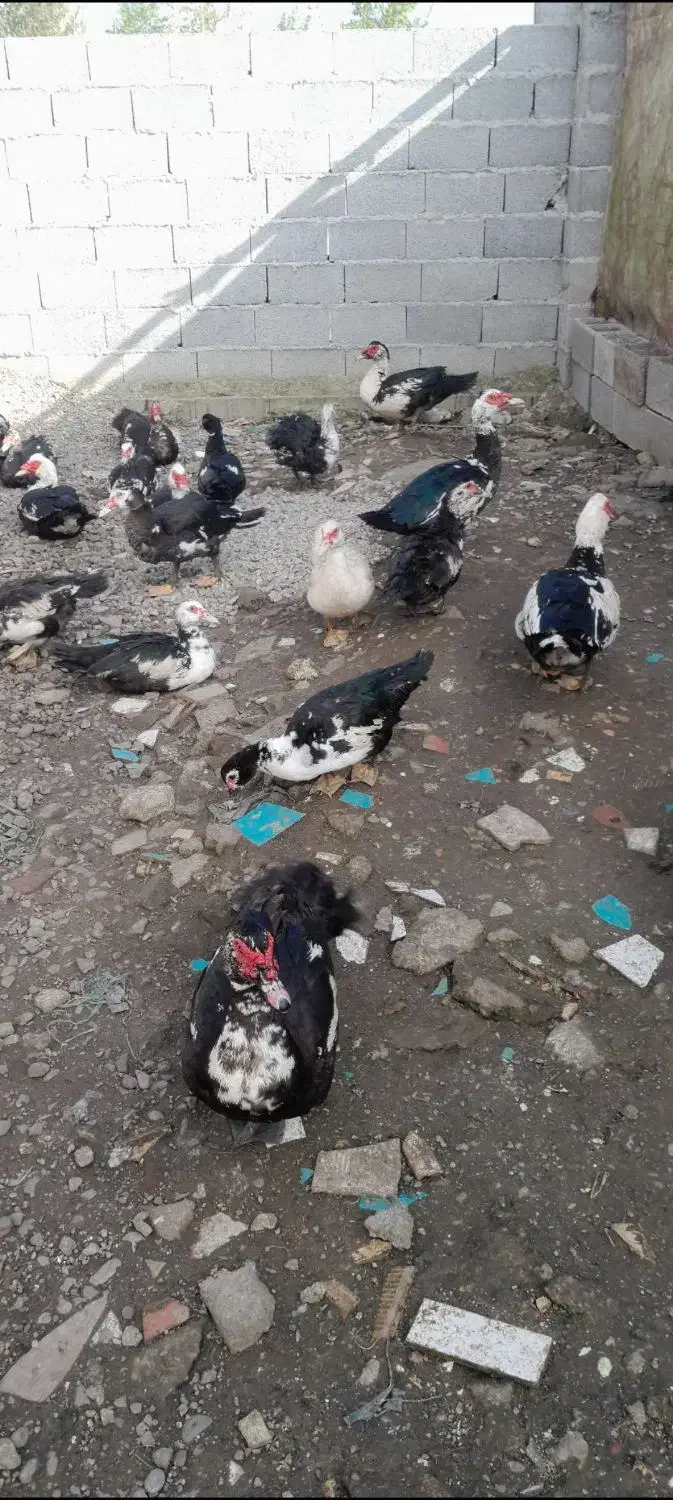 اردک  غاز|حیوانات مزرعه|رشت, پل تالشان|دیوار