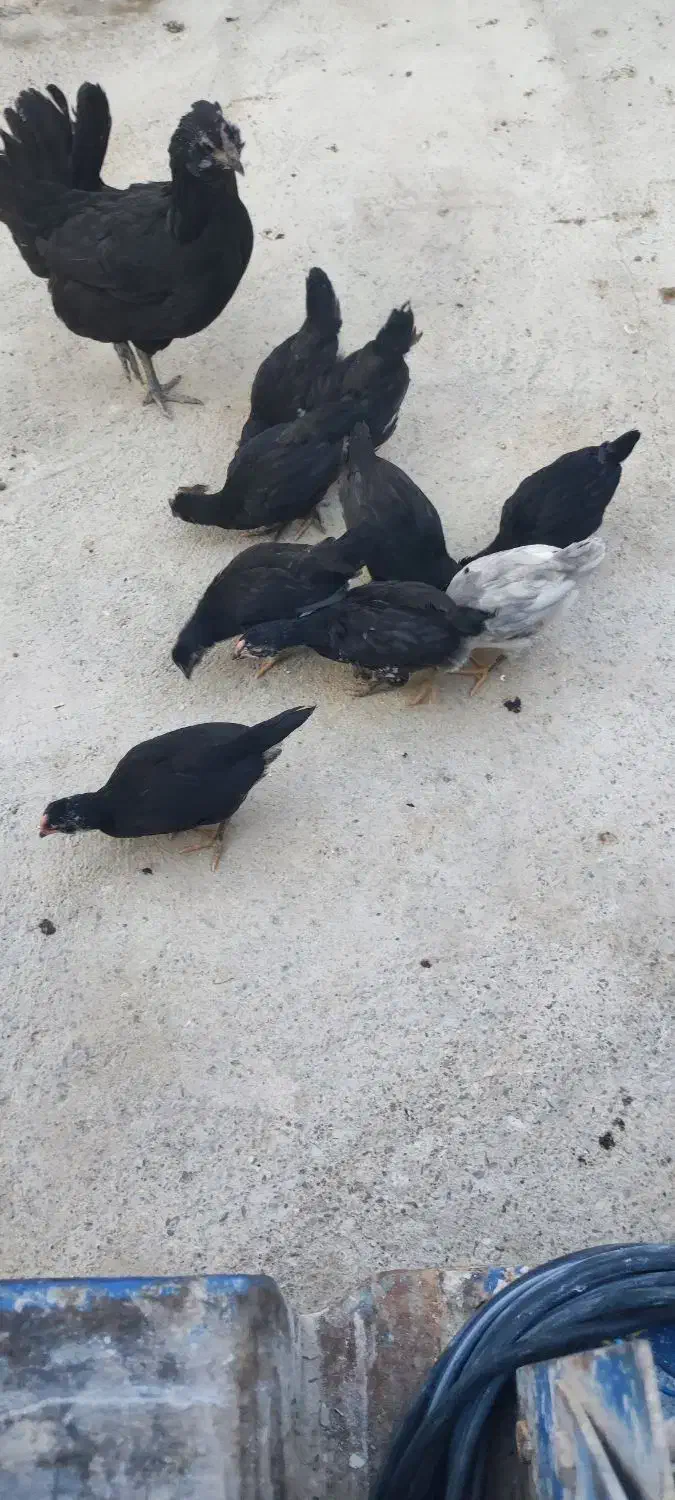 پرنده|حیوانات مزرعه|رزن, |دیوار