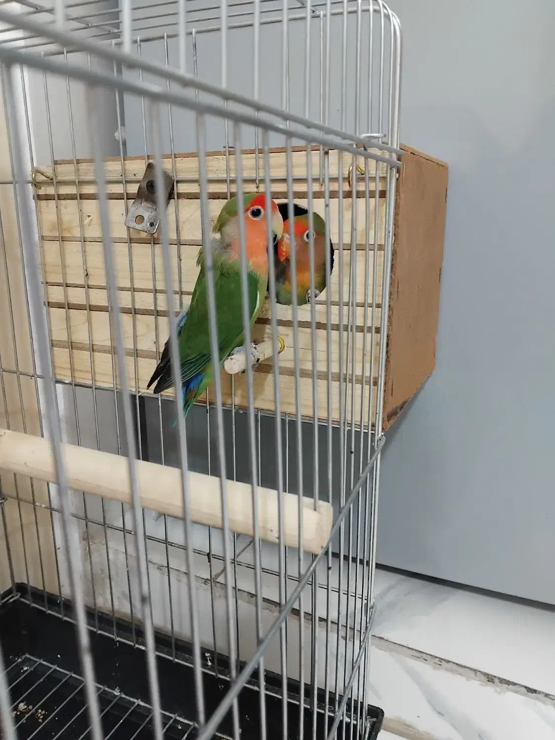 طوطی برزیلی|پرنده|پاکدشت, پاکدشت (مامازند)|دیوار