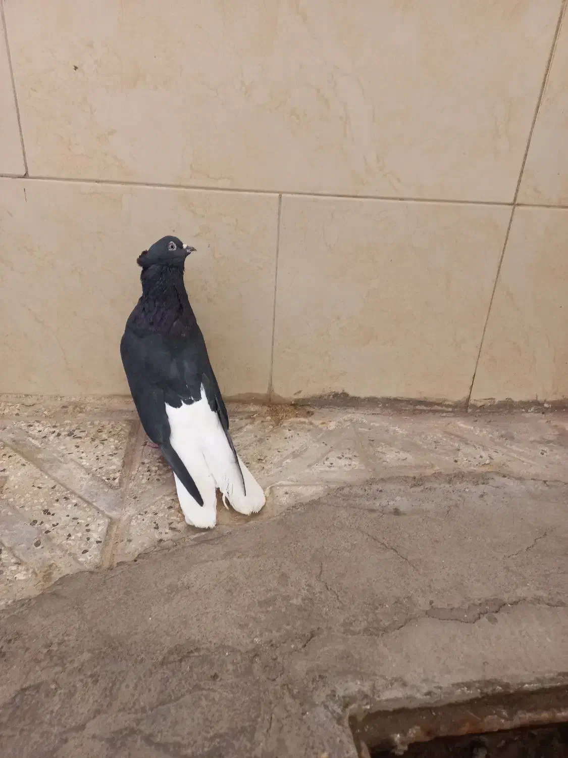 زیل دم سفید نر|پرنده|اقبالیه, |دیوار