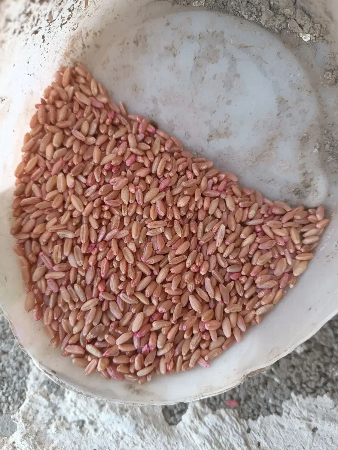 فروش گندم اذر2بوجاری شده|خدمات باغبانی و درختکاری|جوانرود, |دیوار