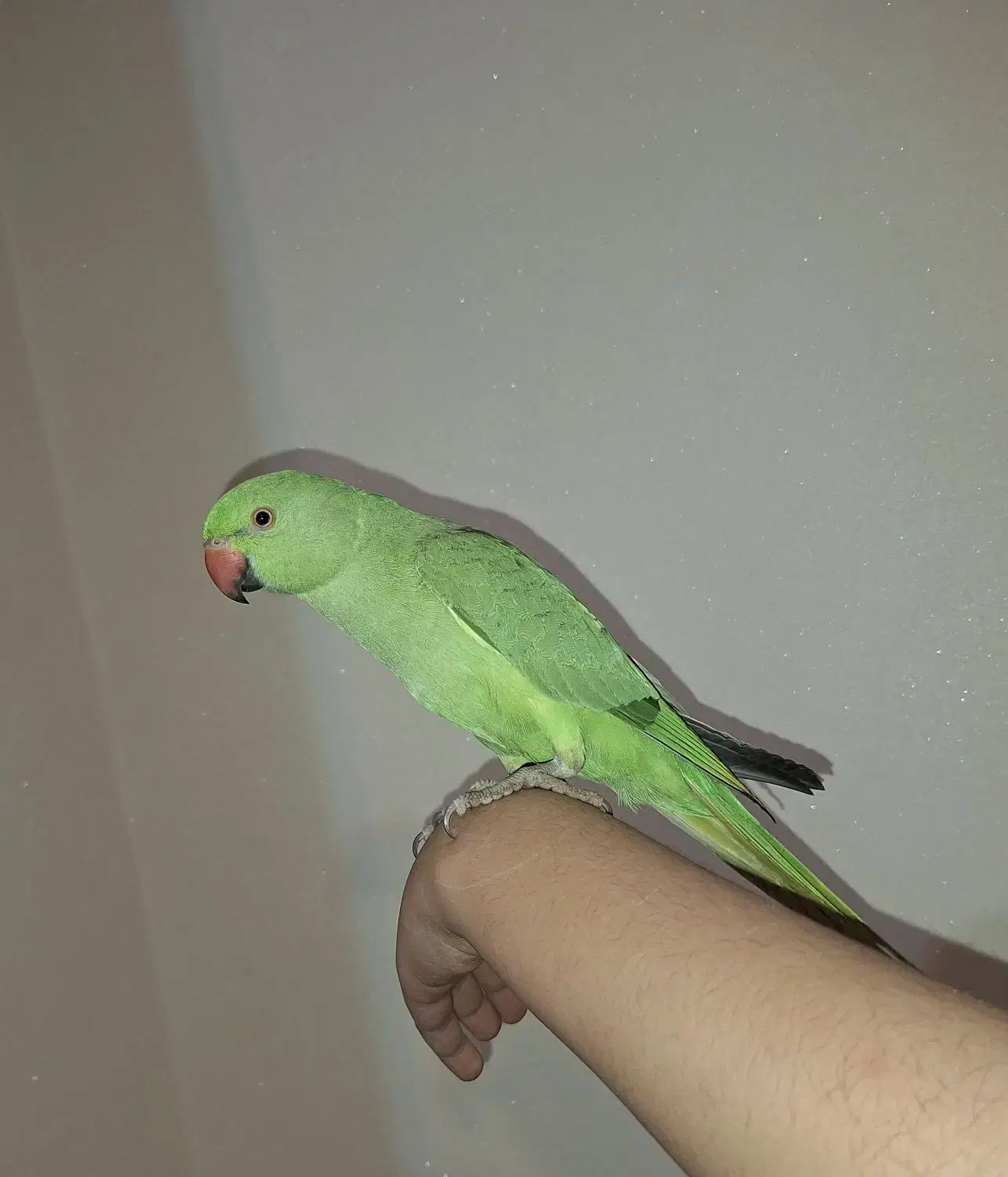 طوطی ملنگوی چست و چابک|پرنده|چمران, |دیوار