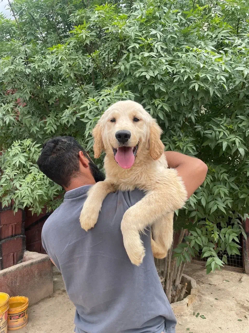 توله گلدن رتریور ۵ ماه|سگ|تهران, صادقیه|دیوار