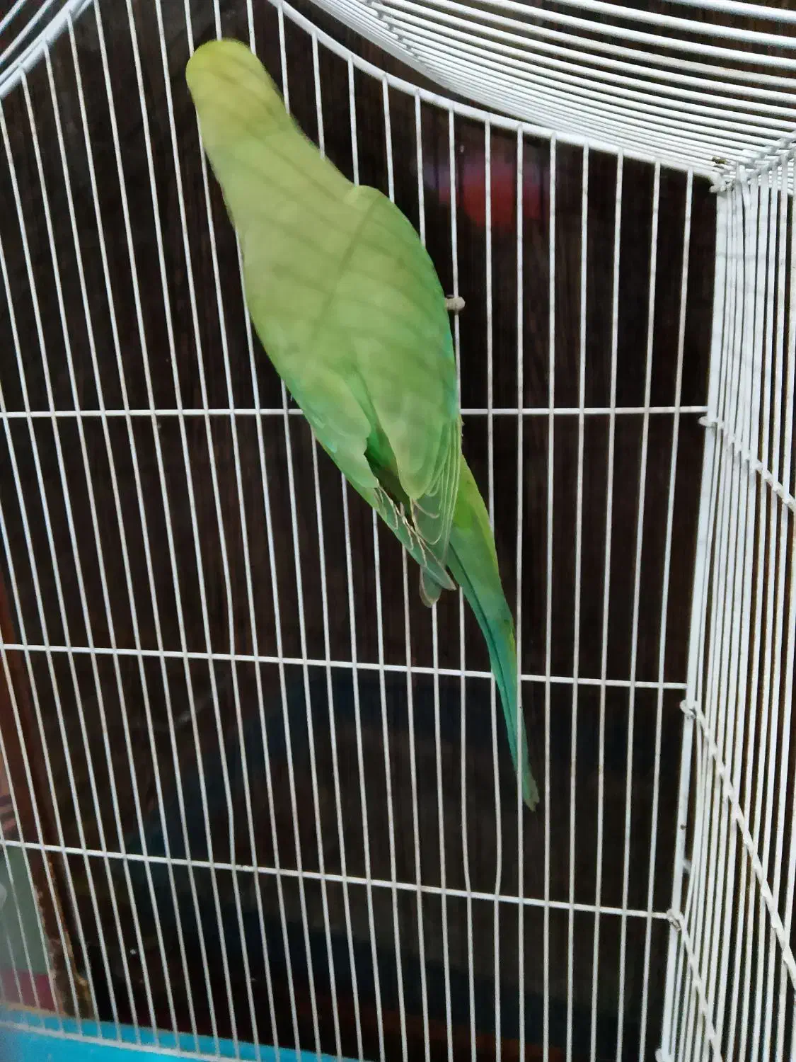 طوطی ملنگو|پرنده|چابهار, |دیوار