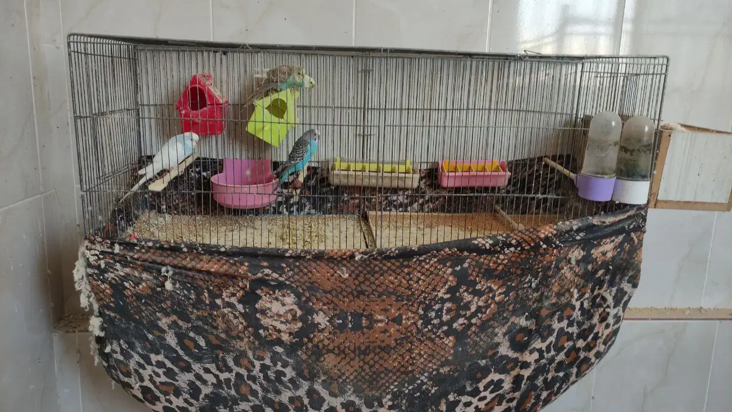 مرغ عشق و قفس|پرنده|برخوار, |دیوار