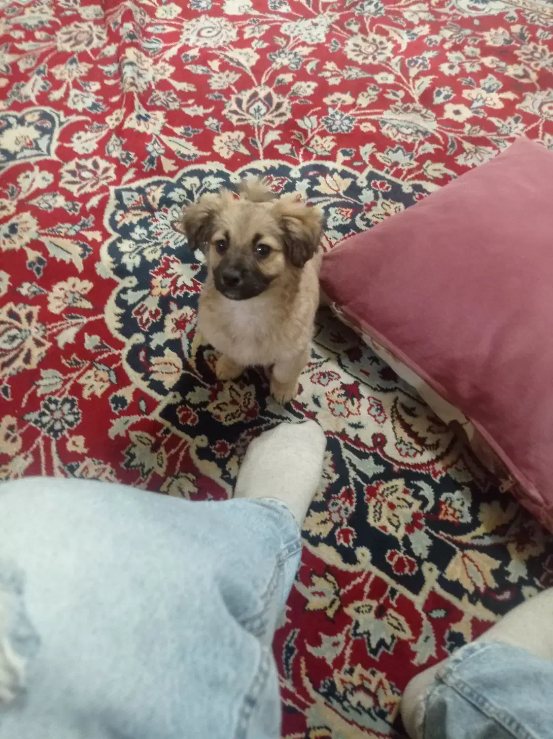 سگ اشپیتز|سگ|مشهد, مهدی آباد (بلوار توس)|دیوار