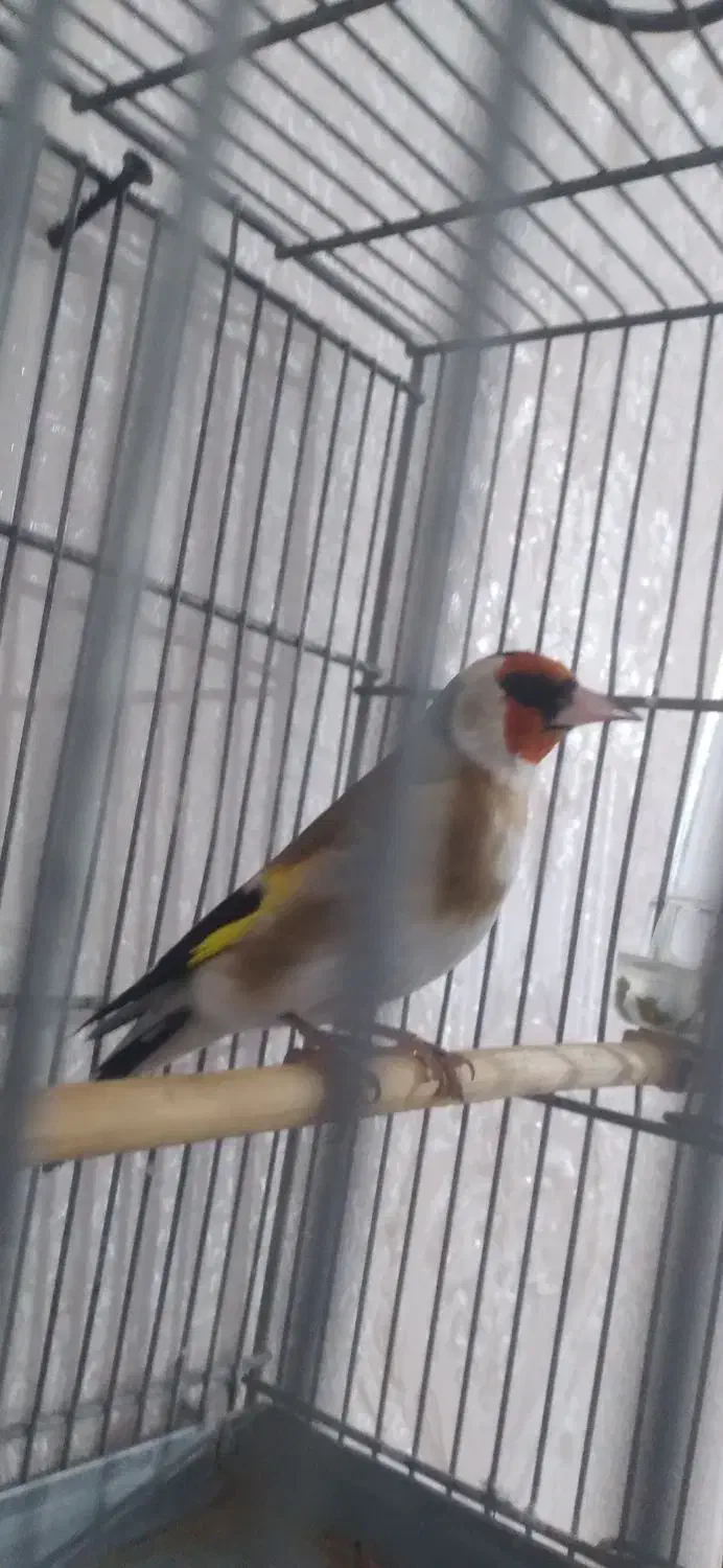 سهره|پرنده|تهران, شهرک شریفی|دیوار