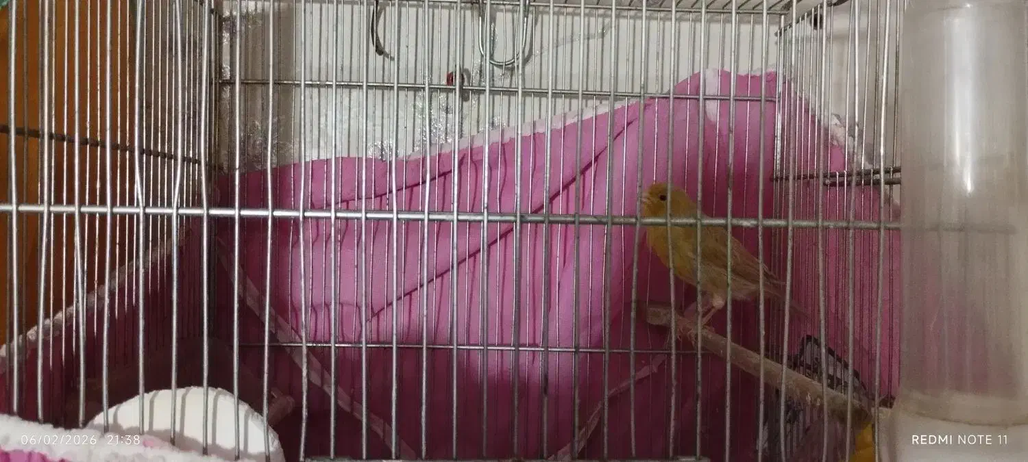 قناری ماده مست|پرنده|ری, دولت‌آباد|دیوار