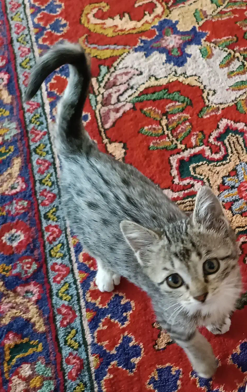 دو بچه گربه نرو ماده|گربه|باسمنج, |دیوار