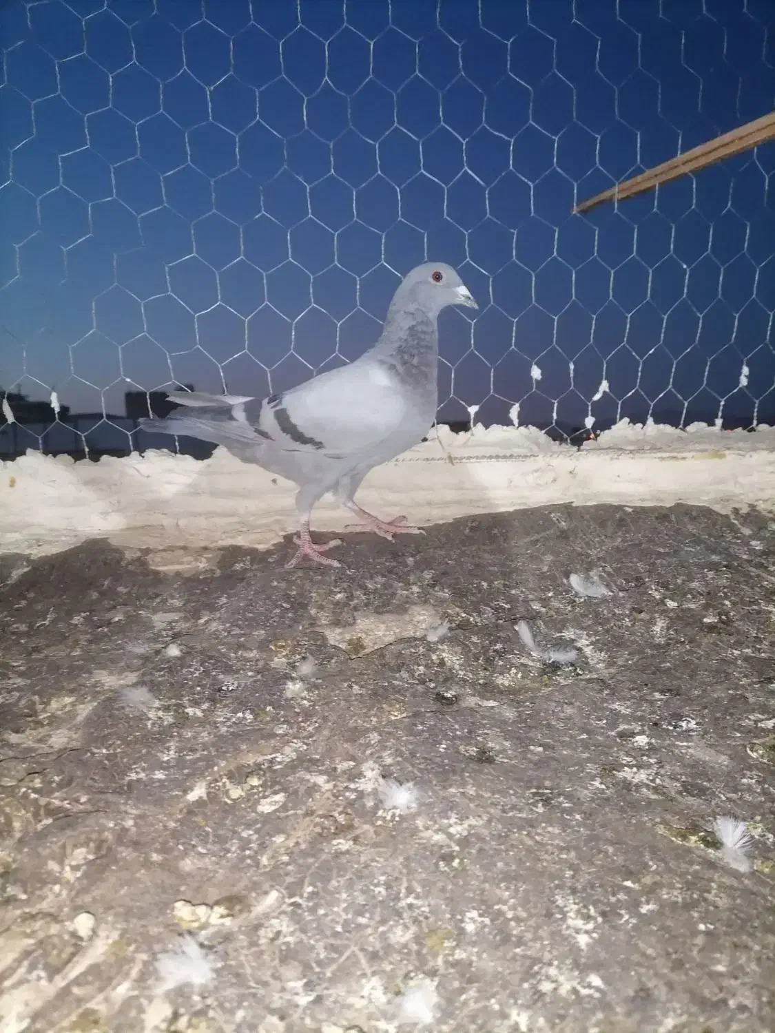 کفتر.|پرنده|تربت‌حیدریه, یحیی آباد|دیوار