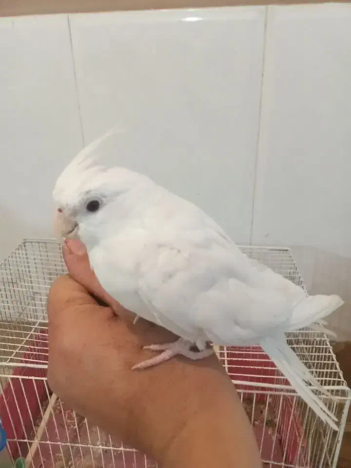 عروس هلندی نر سوختنگو وکامل دستی مست مست|پرنده|اندیمشک, |دیوار