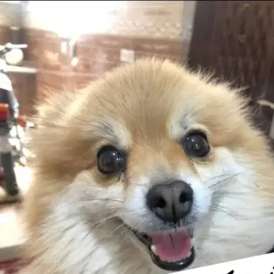 سگ گمشده|سگ|بم, |دیوار