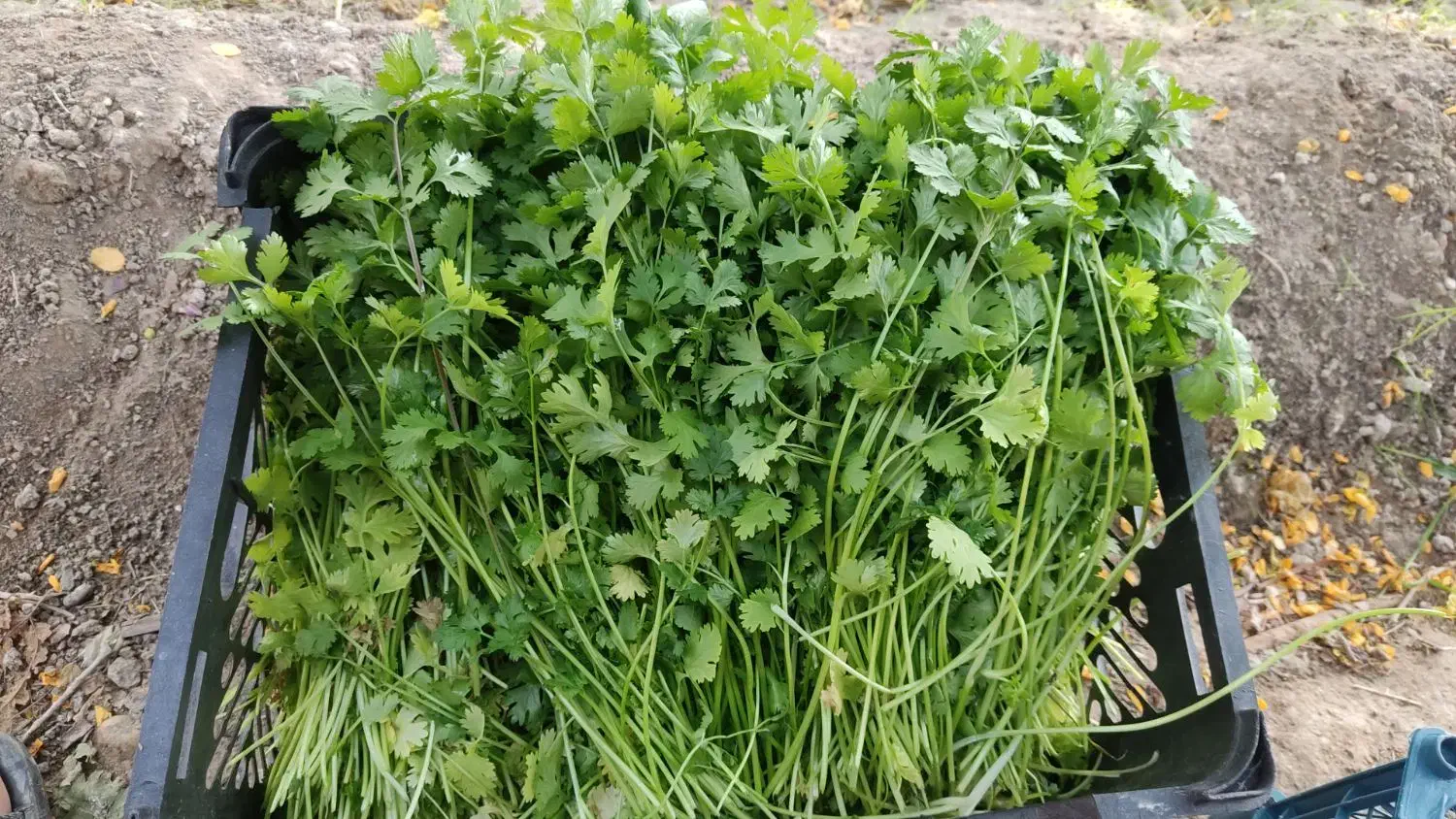 گشنیز گشنیز تازه و درجه یک|خوردنی و آشامیدنی|رامشیر, |دیوار