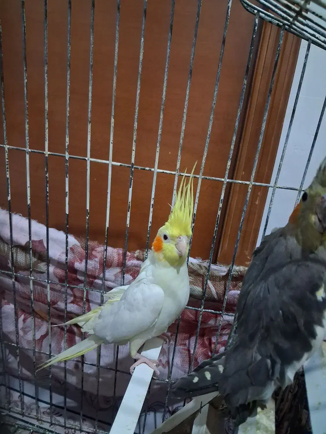 عروس هلندی جفت|پرنده|فردوسیه, |دیوار