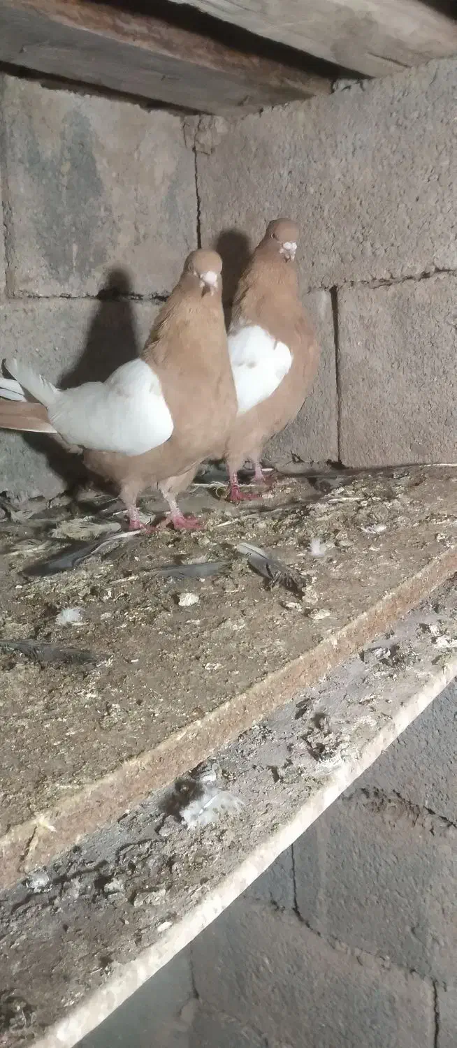 توقی|پرنده|اردبیل, |دیوار