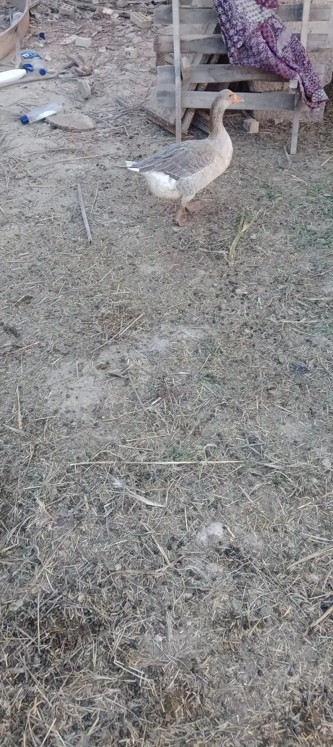 شادگان|حیوانات مزرعه|شادگان, |دیوار