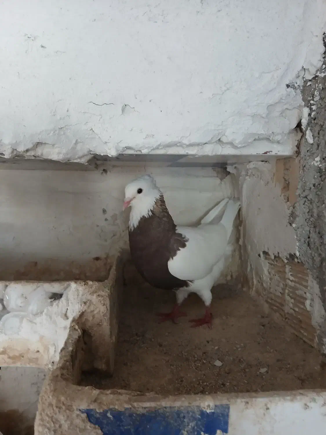 فروش چن عددکبوتر|پرنده|دهدشت, |دیوار