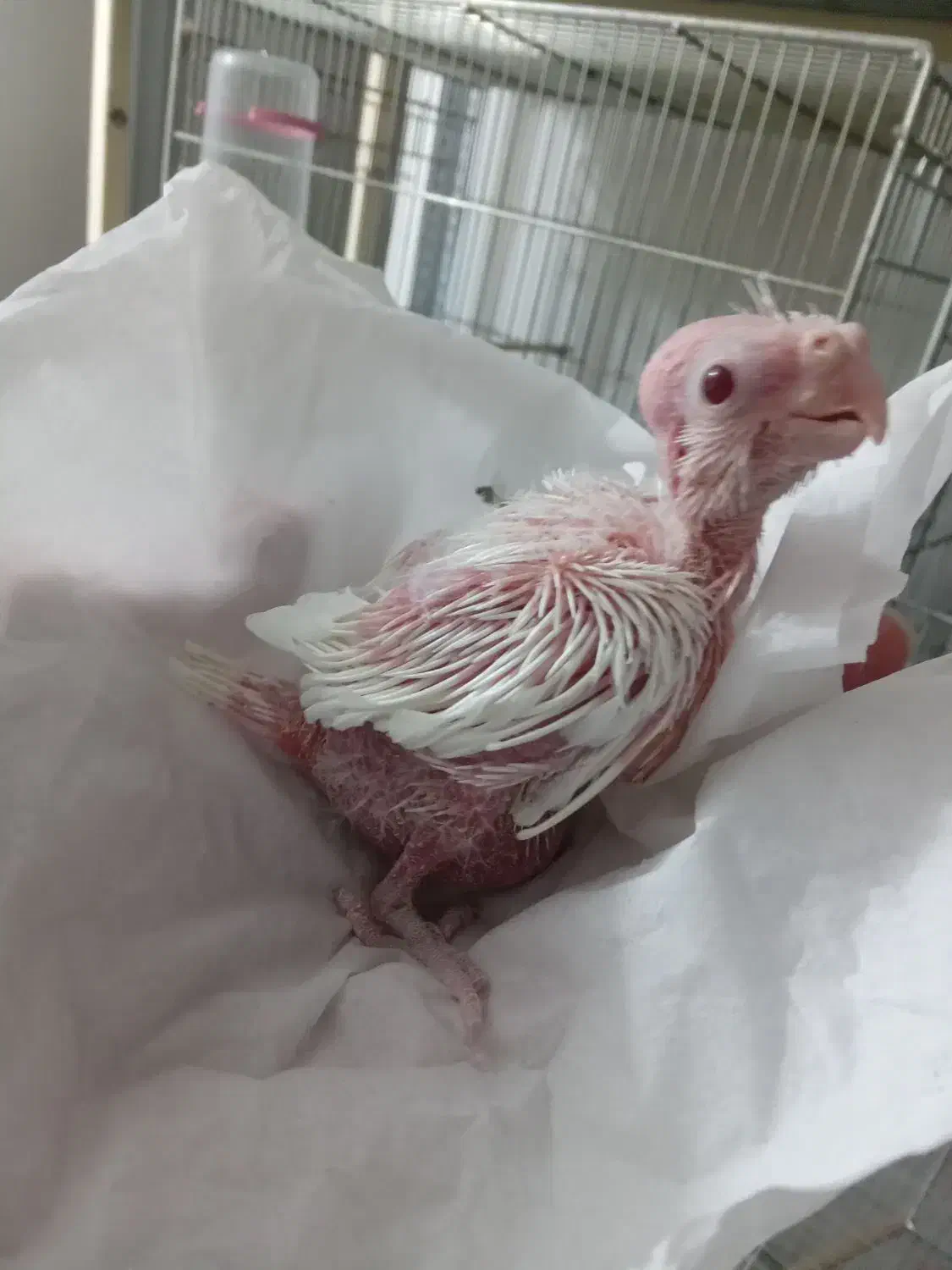 جوجه عروس هلندی  (آلبینو )|پرنده|اصفهان, سرچشمه|دیوار