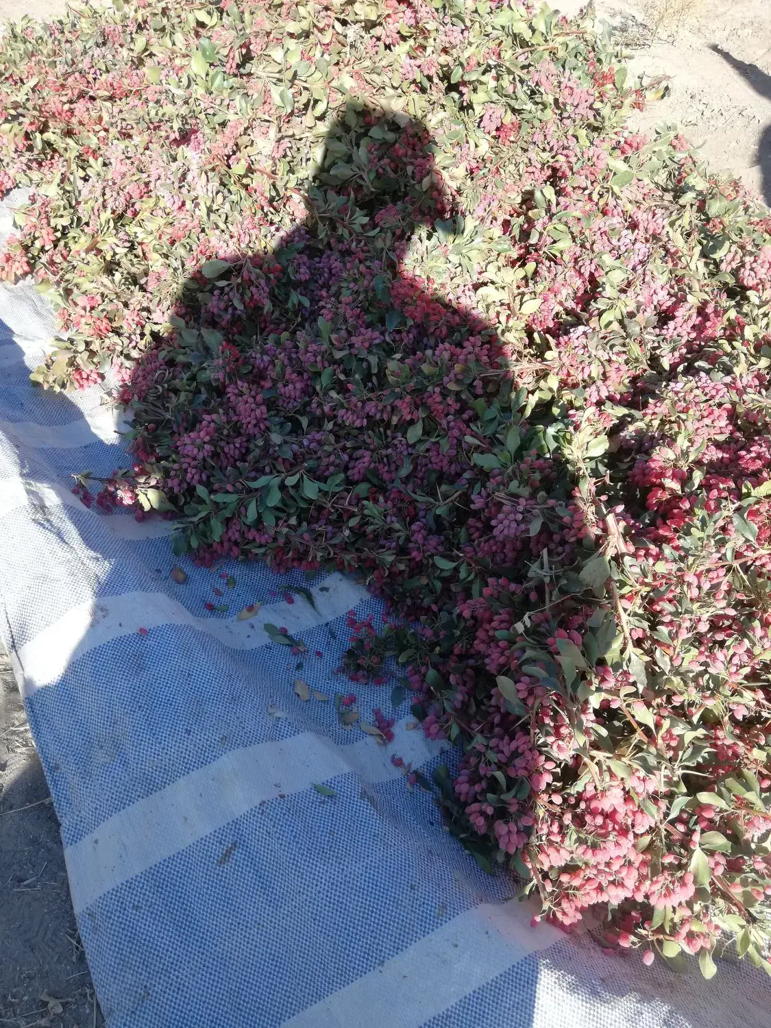 زرشک تازه چیده شده|خوردنی و آشامیدنی|جلگه ماژان, |دیوار