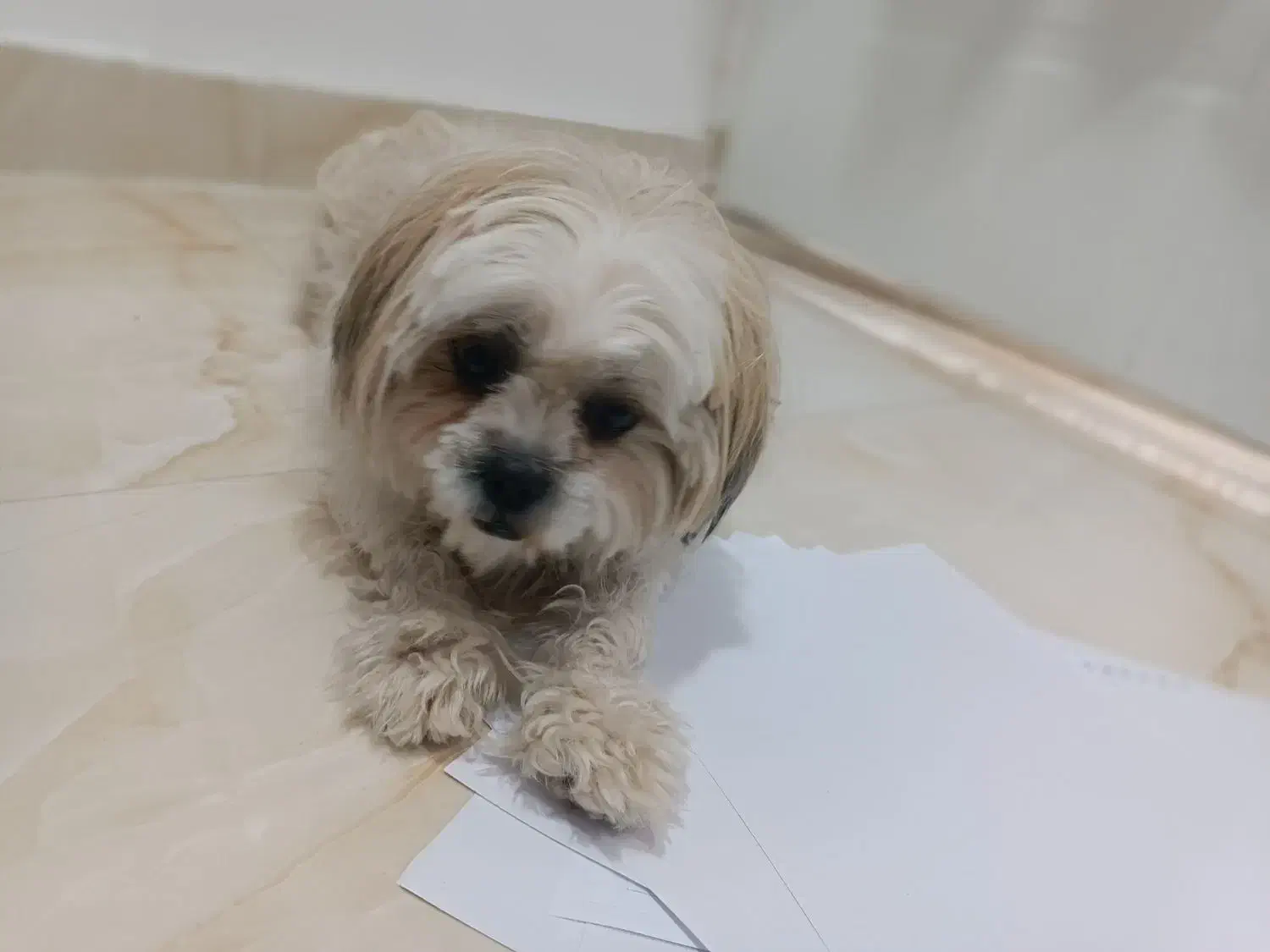 واگذاری سگ شیتزو|سگ|سقز, |دیوار