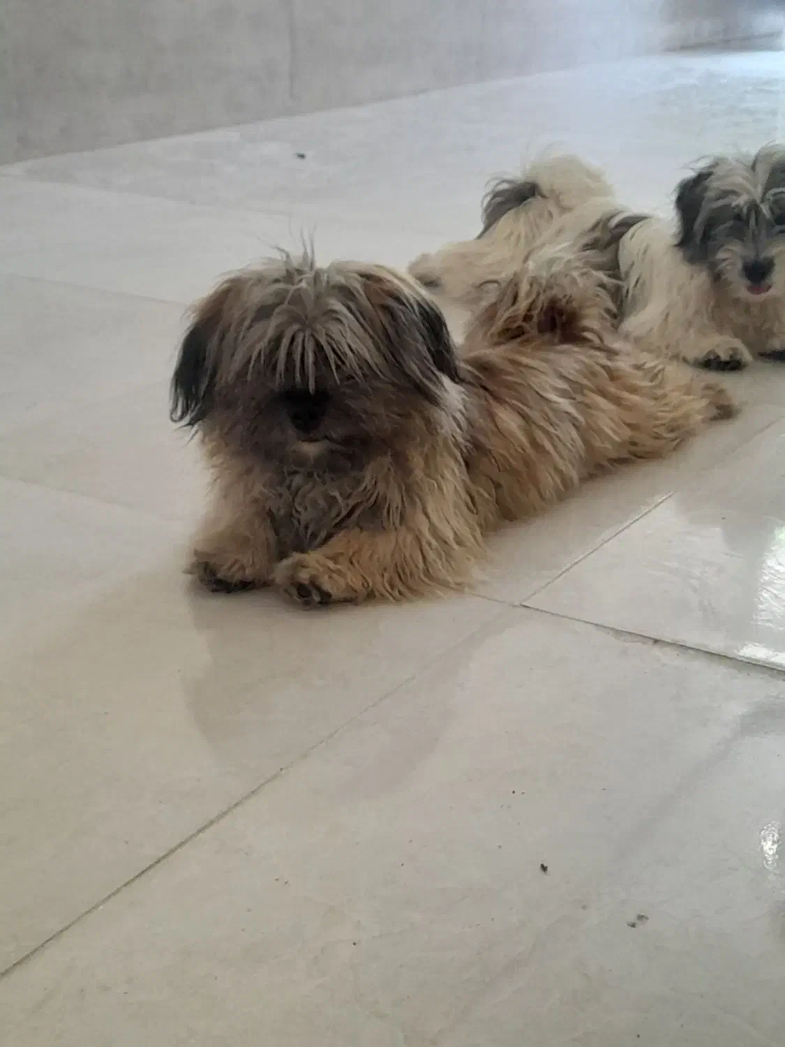 اشپیز تریر|سگ|شیراز, دباغ خانه|دیوار